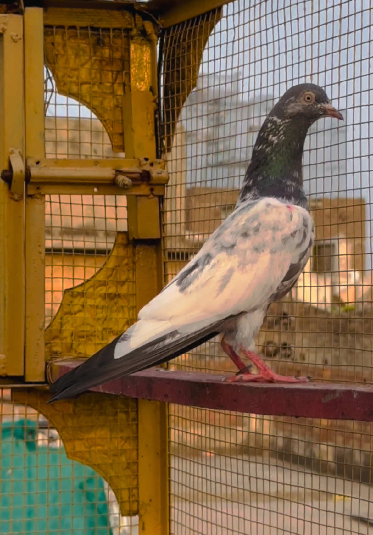 @Dar pigeons club
