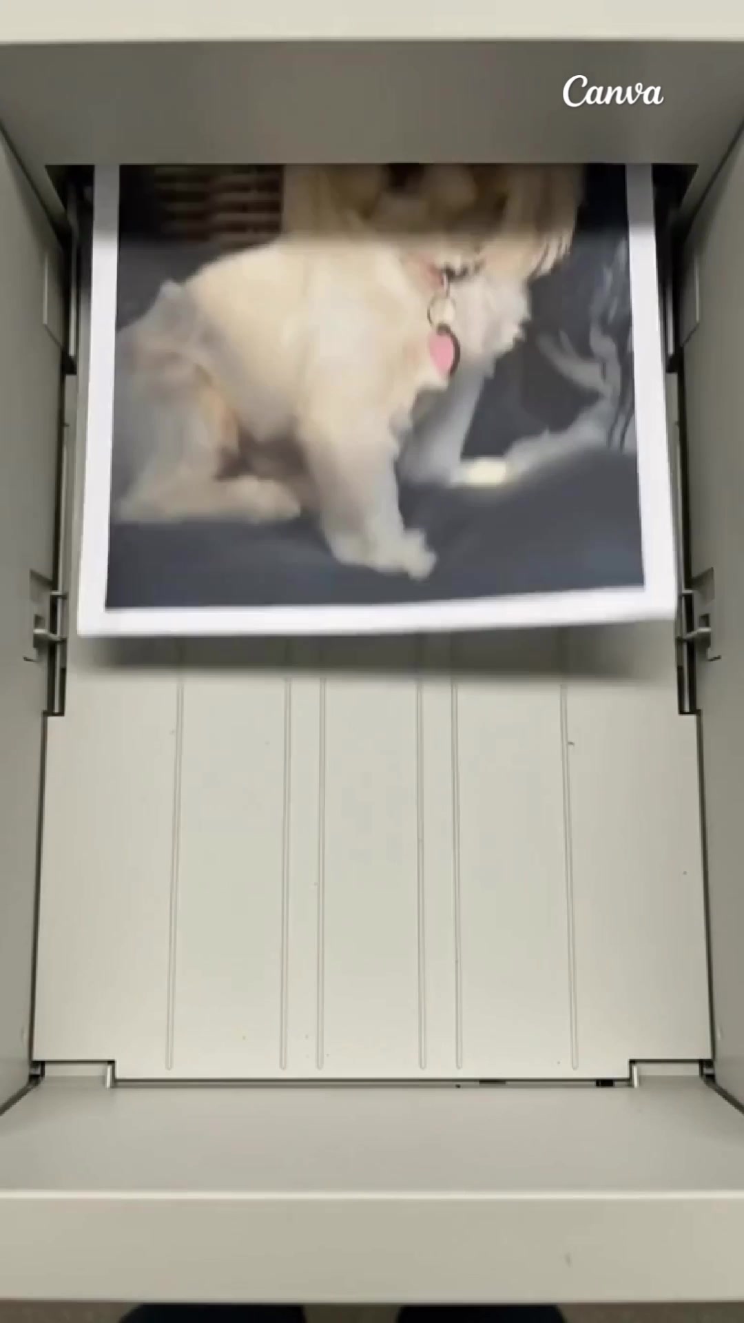 @Twilight Shih Tzu