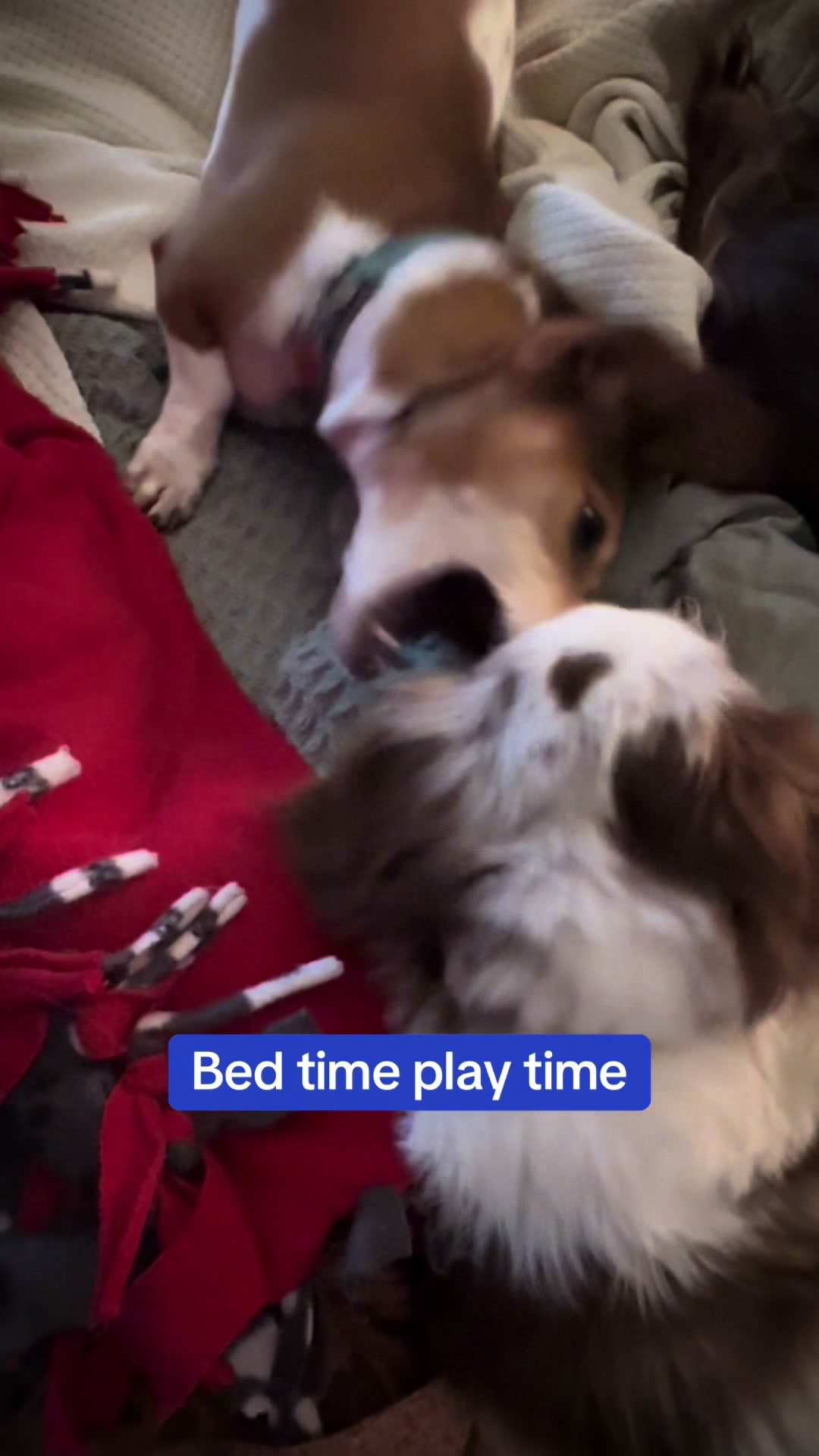 @@ballparkdoxies
