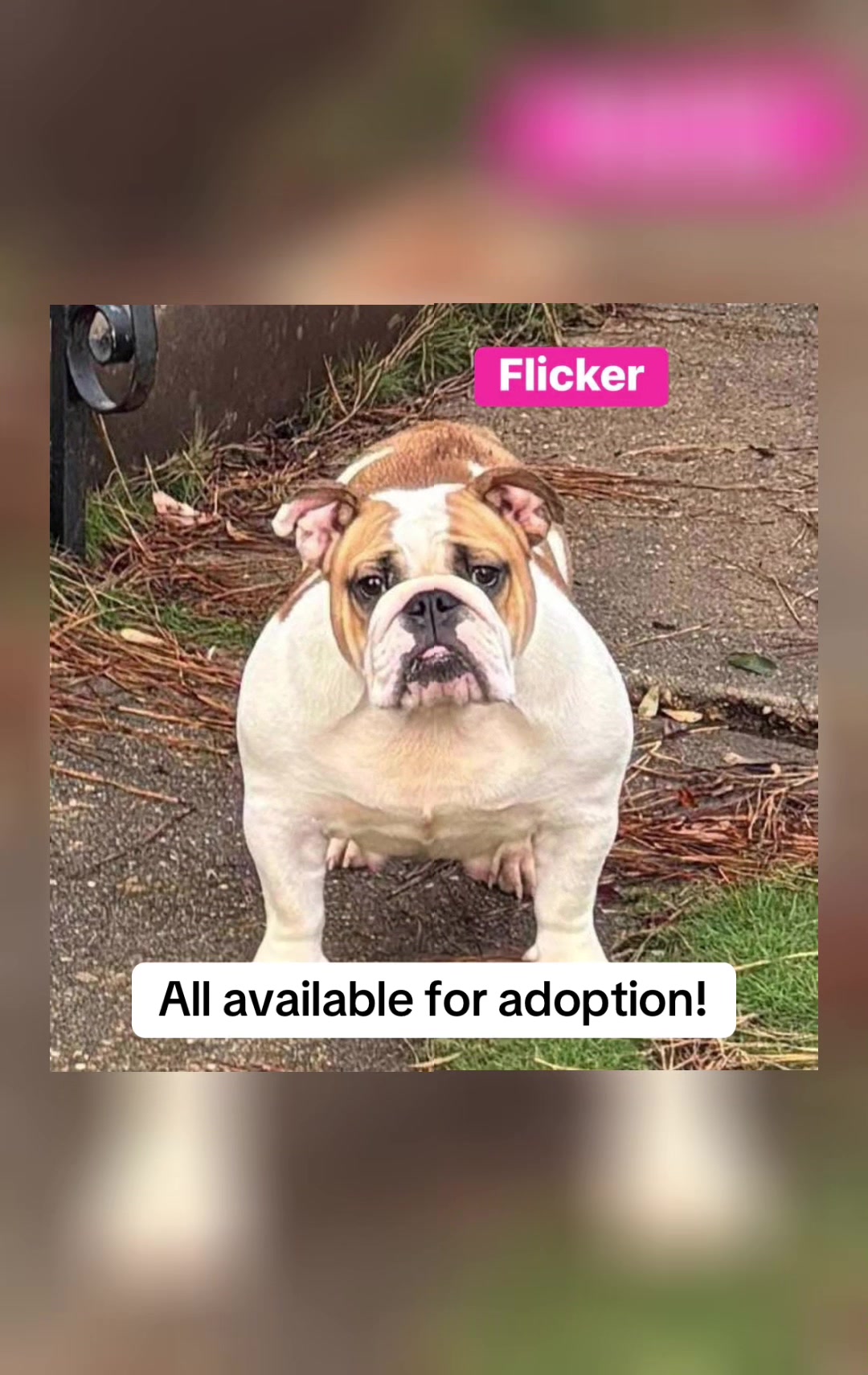 @Adopt A Stray Rescue