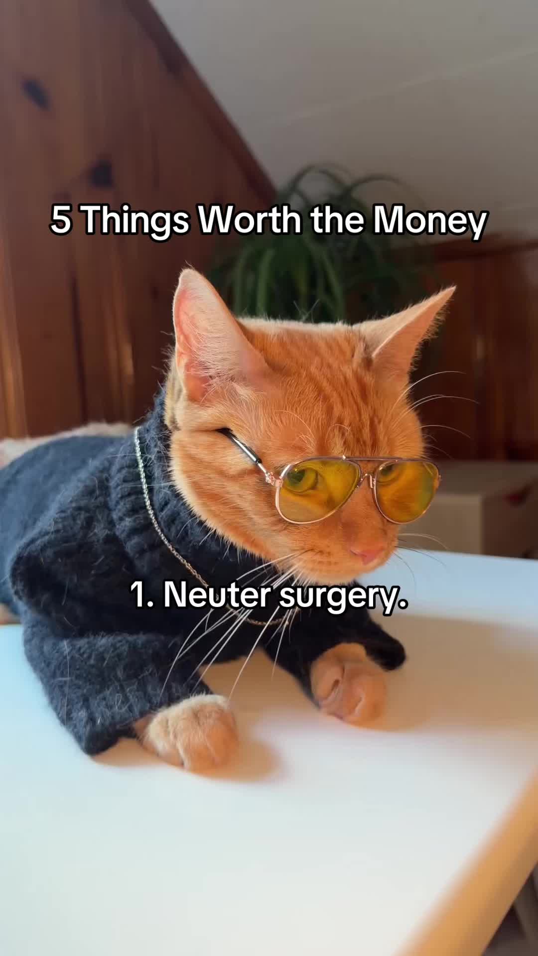 @neuteredscooter
