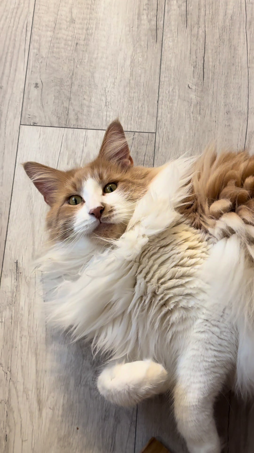@Mike e Mendy Maine Coon