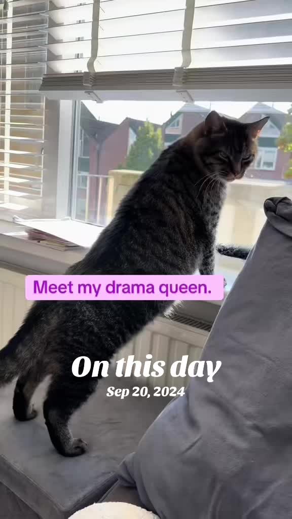 @Joep_the_ rescuecat
