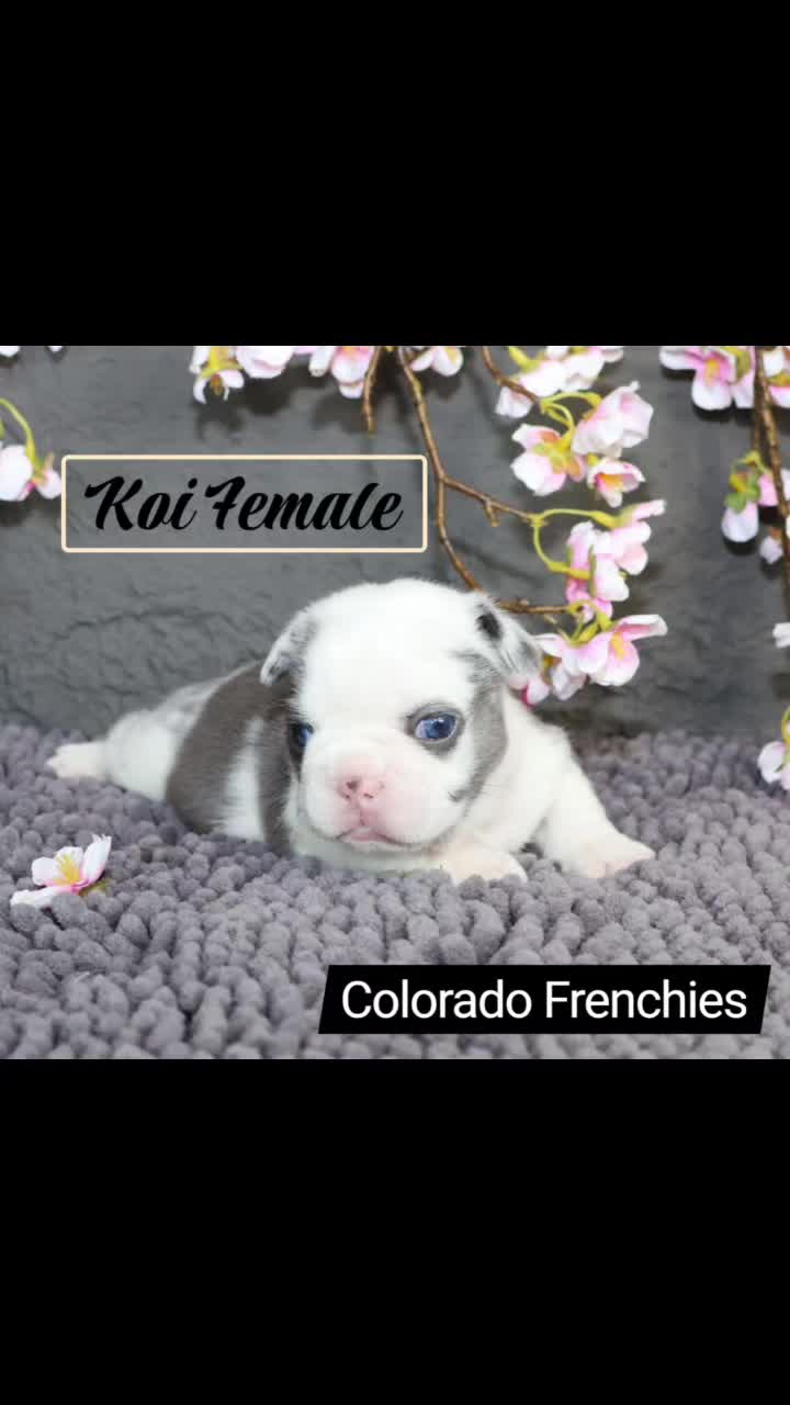 @Colorado Frenchies