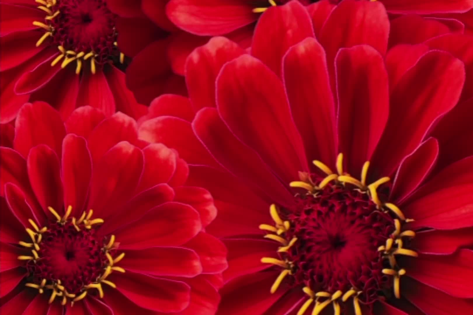 @Zephyr_Ukon ✓