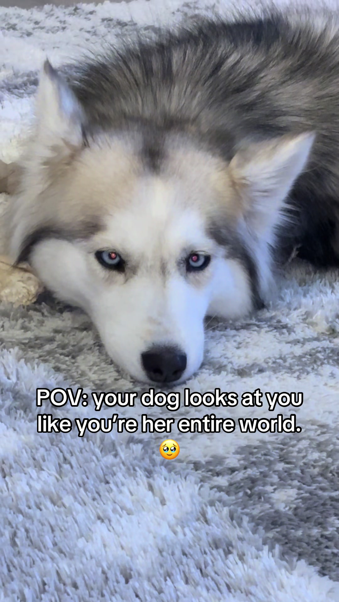 @lifewith2huskies