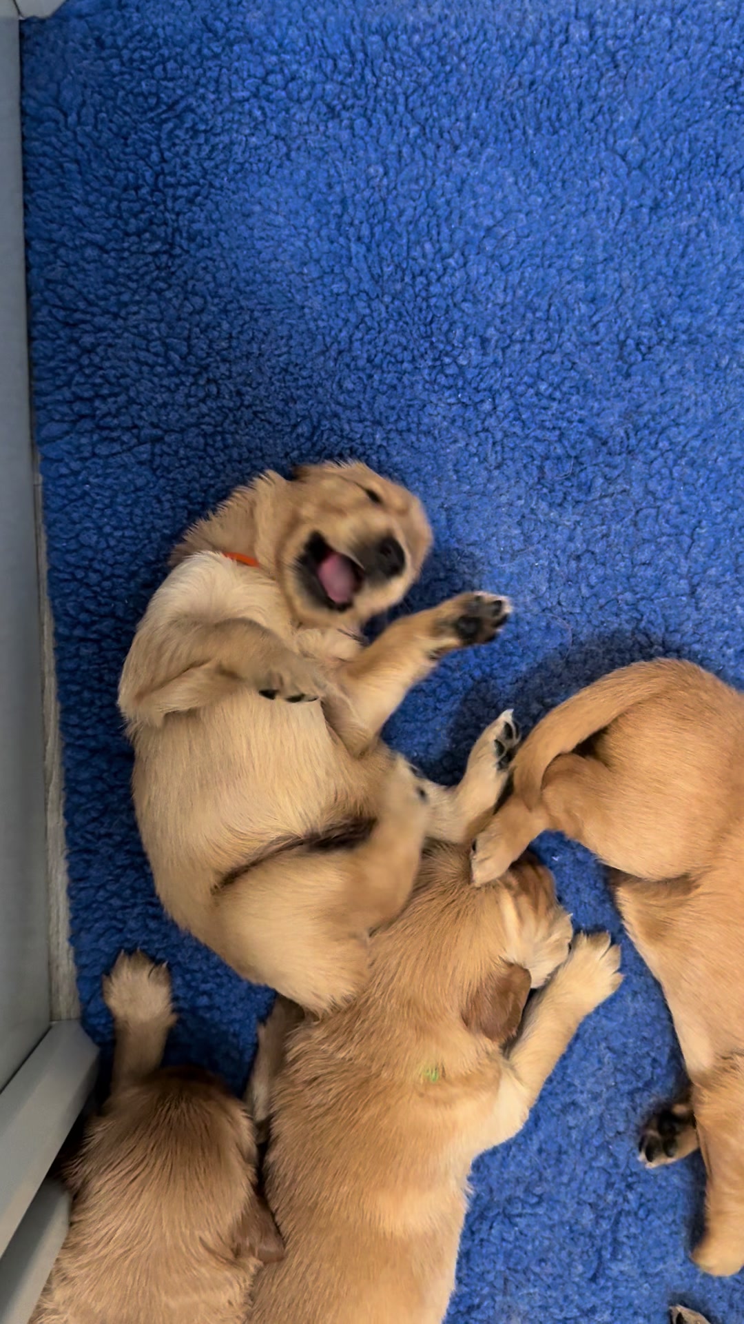 @Sages Goldens