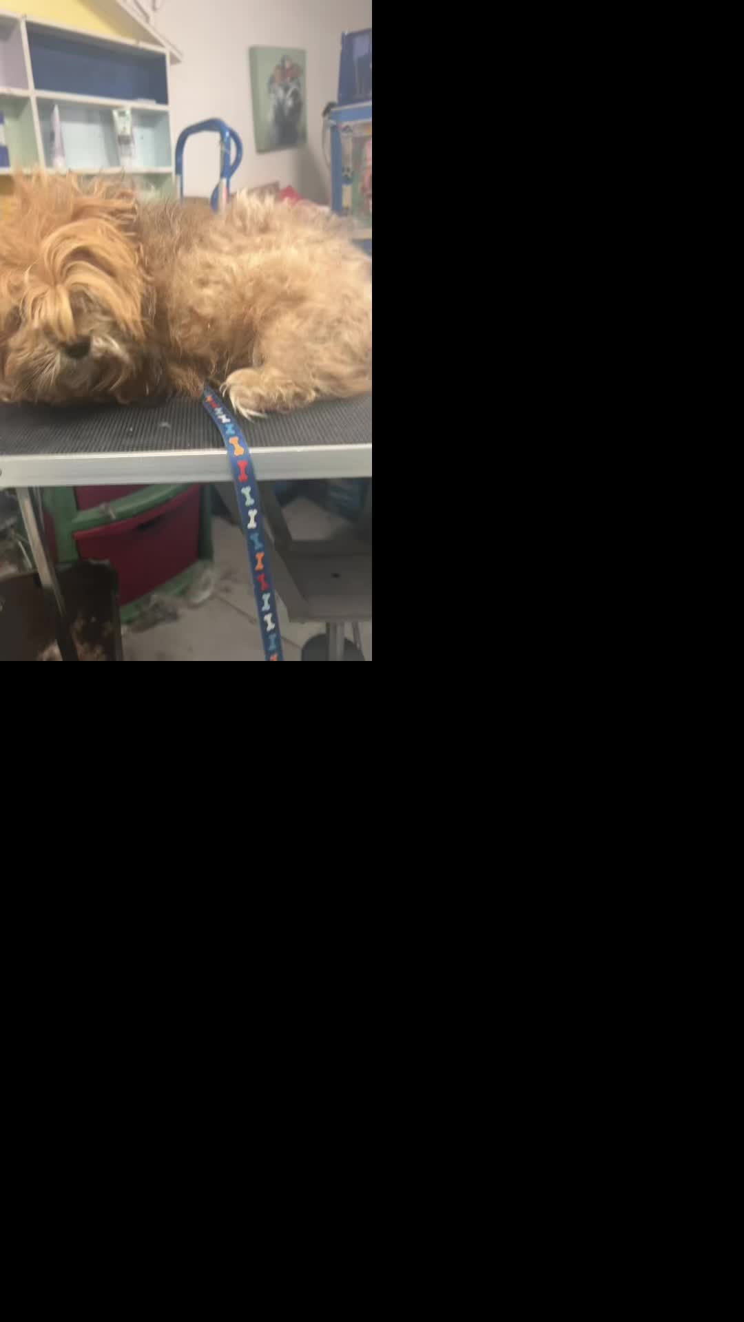 @Doggie Dog World
