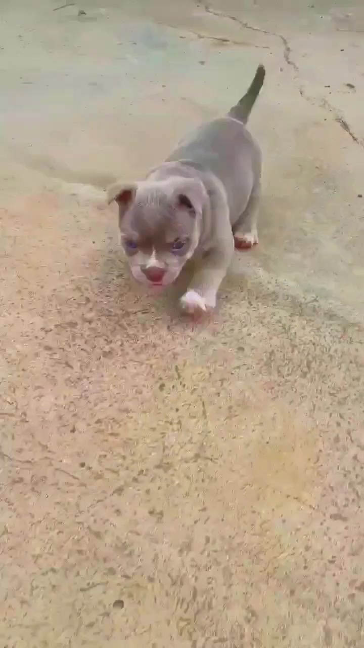 @Pitbull Hub