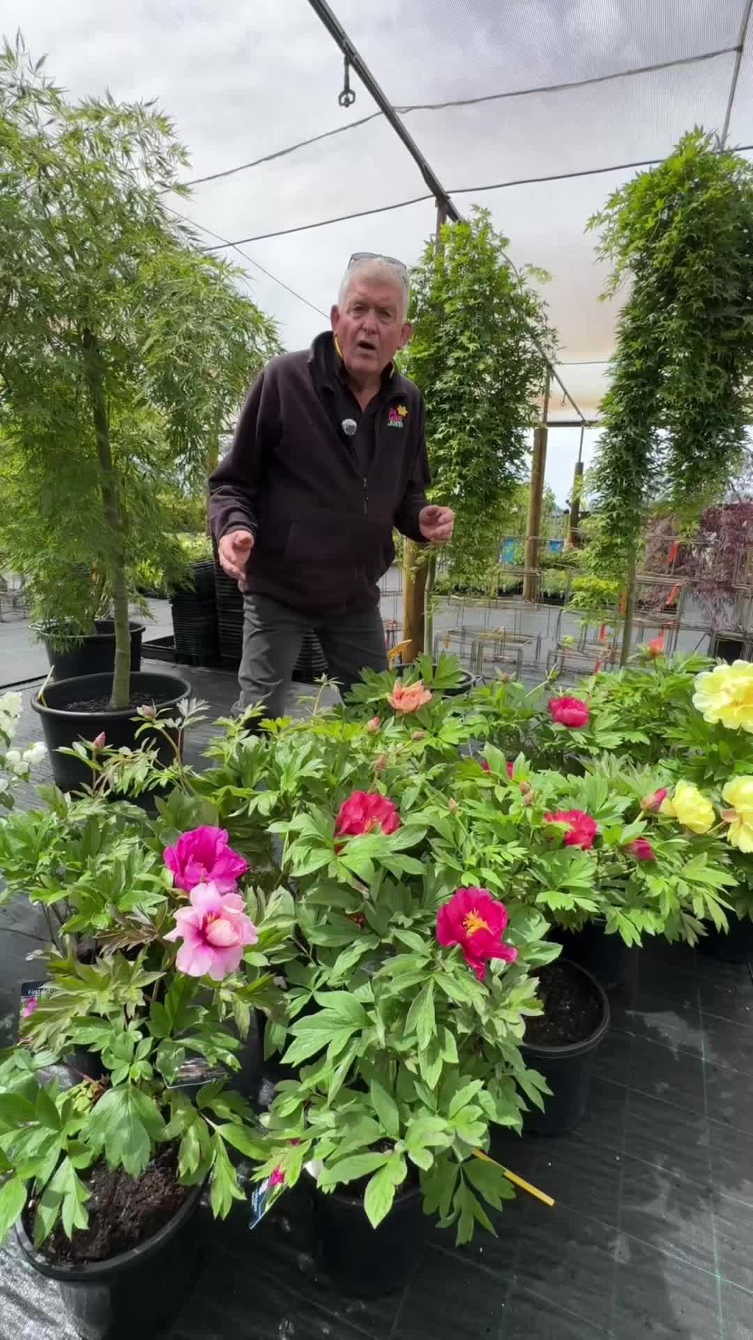 @Hello Hello Plants Nursery