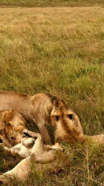 @Guzzicar🦁