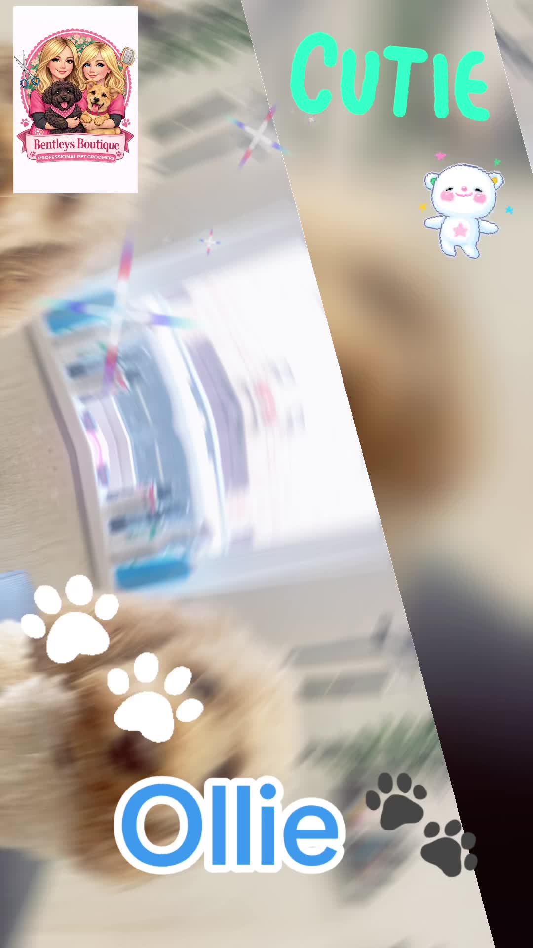 @Bentleys Boutique Pet Groomers