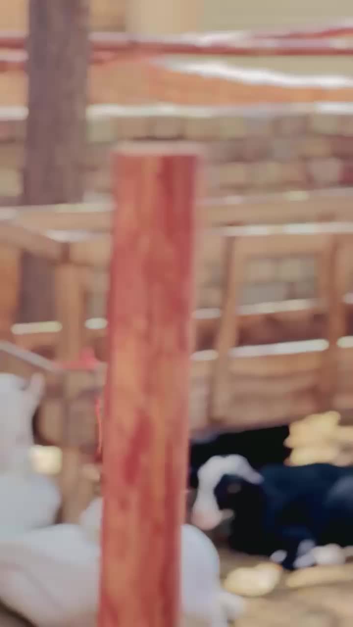 @𝑺𝑯𝑨𝑵𝑼 𝑴𝑨𝒁𝑨𝑹𝑰🕊️