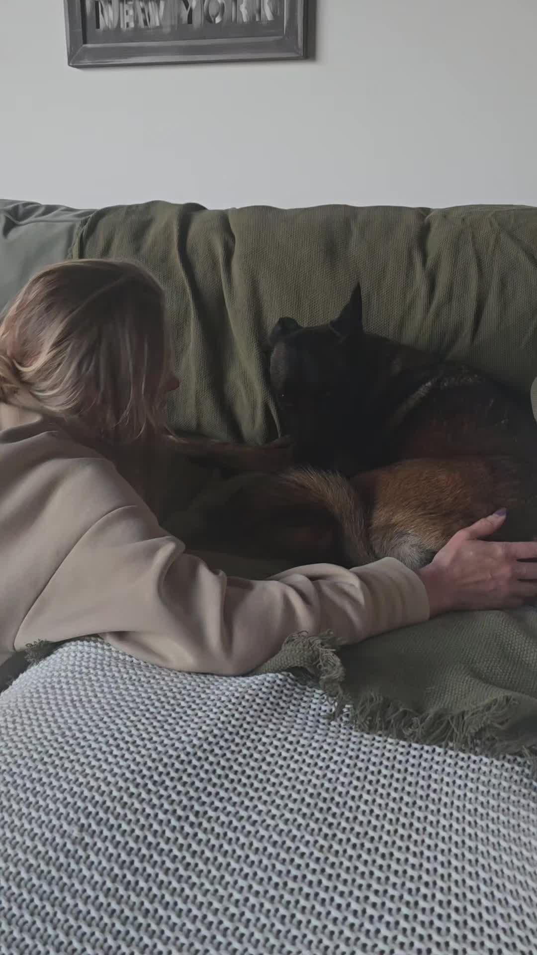 @Morgè_Malinois