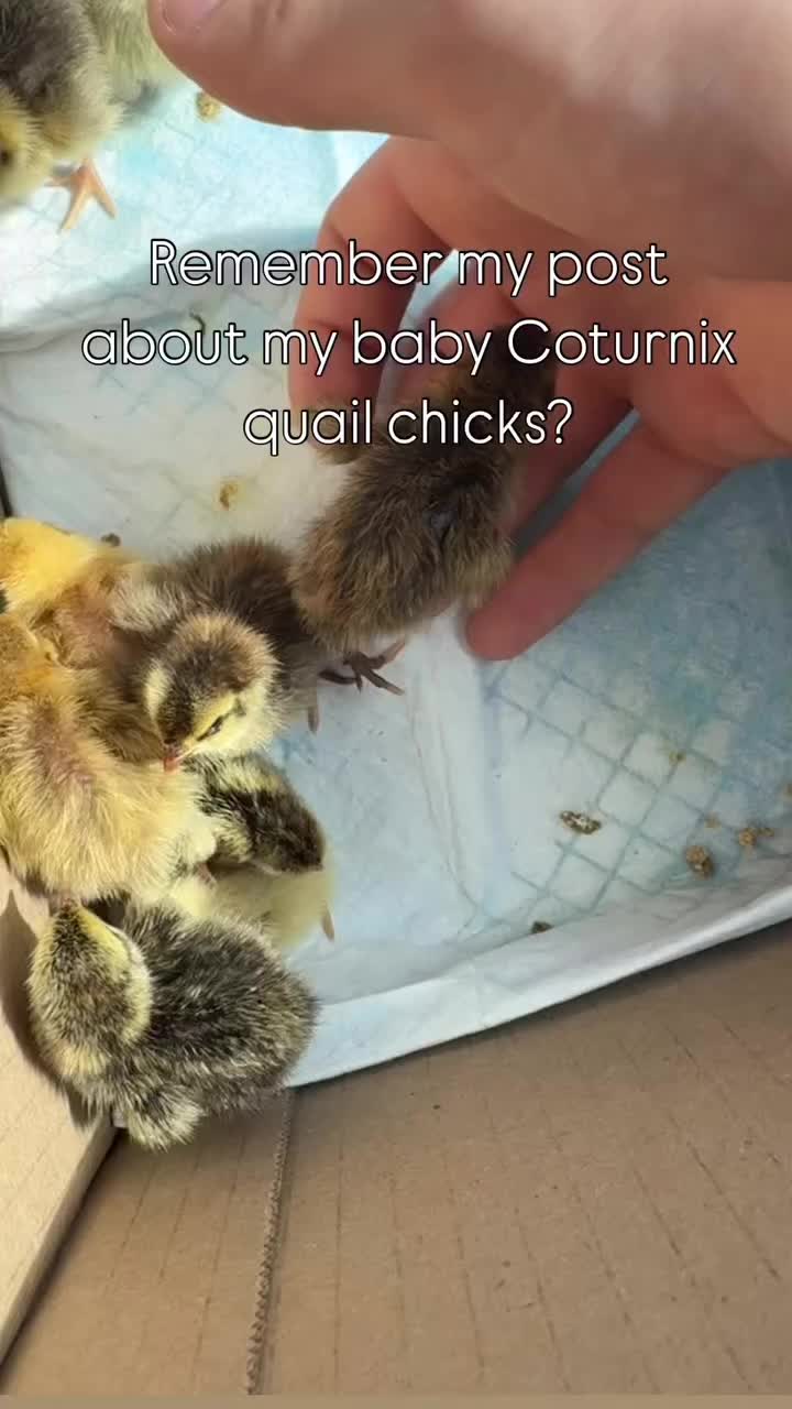 @CHICKTOK