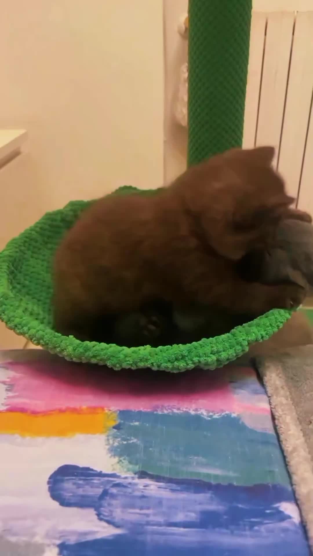 @CutekittenClub