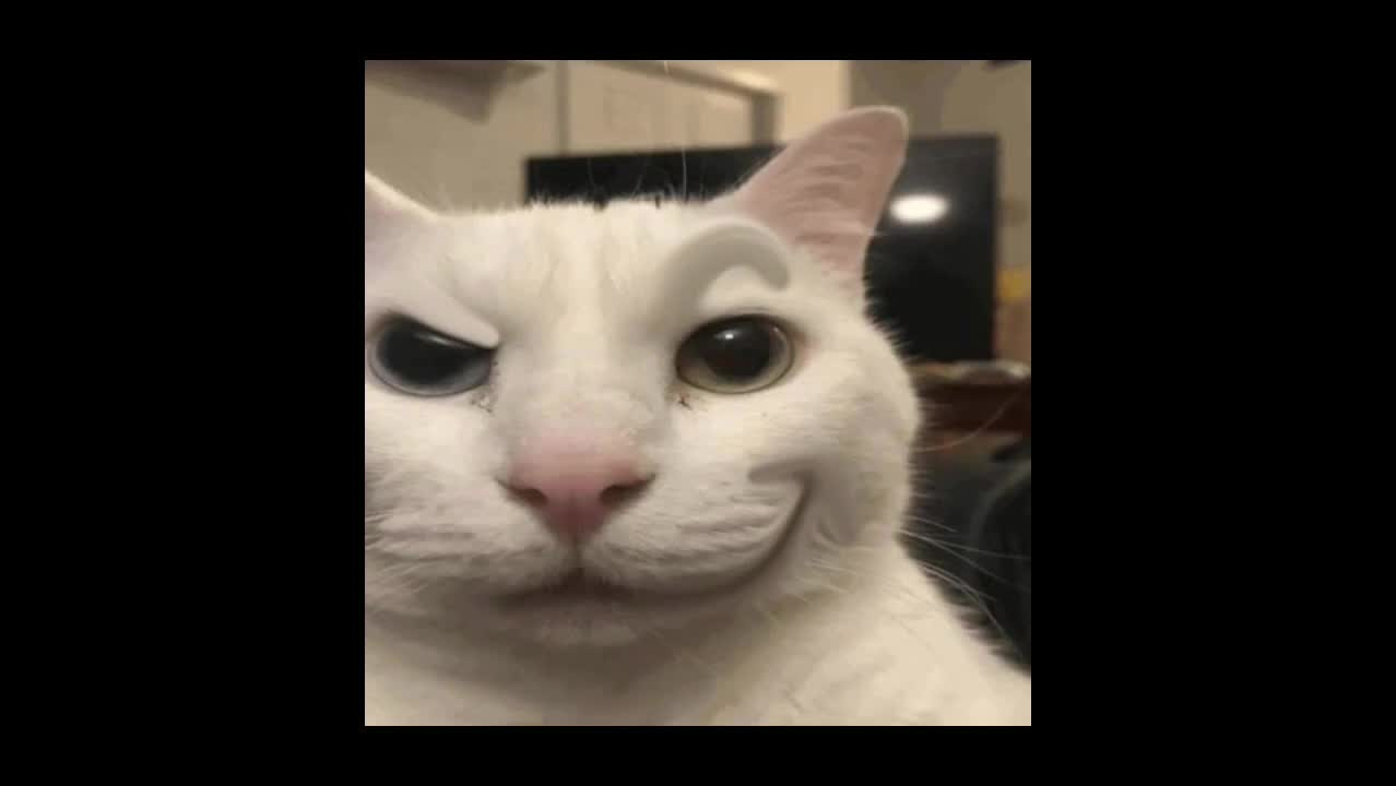 @talking with uncanny cat