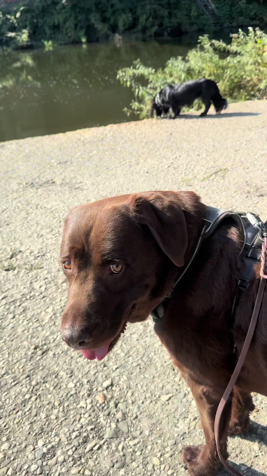 @DogWalk78