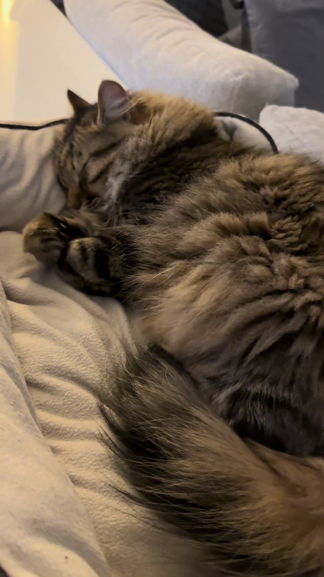@Mike e Mendy Maine Coon