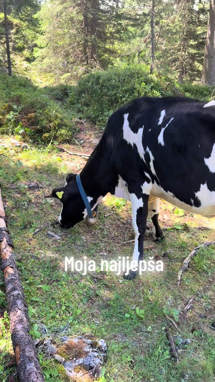 @Bosanka 🇧🇦🇩🇪