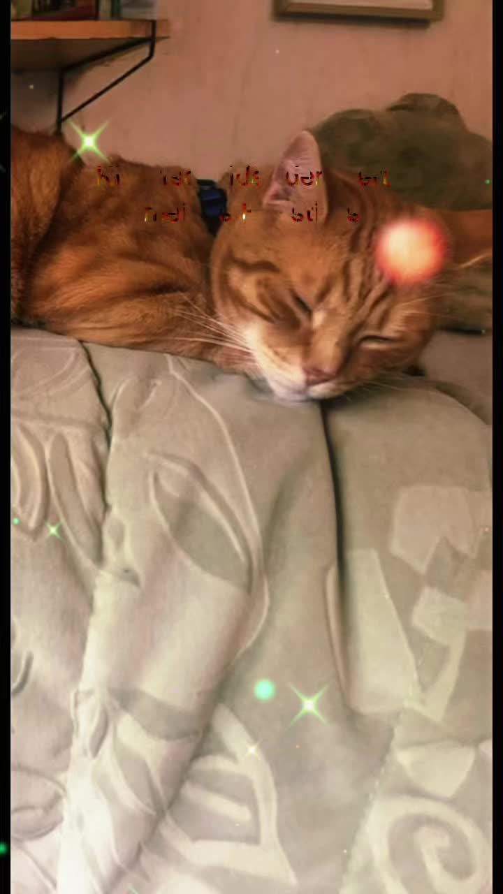 @Cat💙