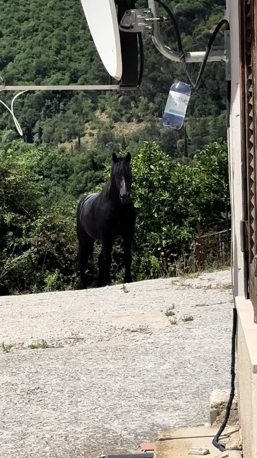 @black_the_friesian