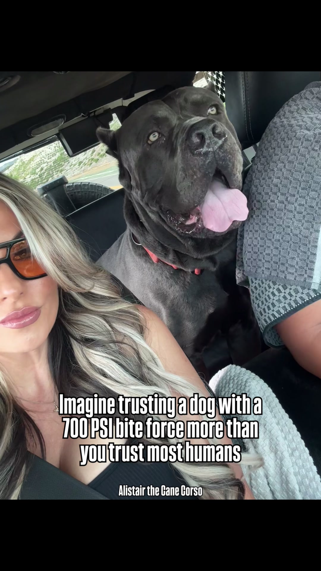 @Alistair the Cane Corso
