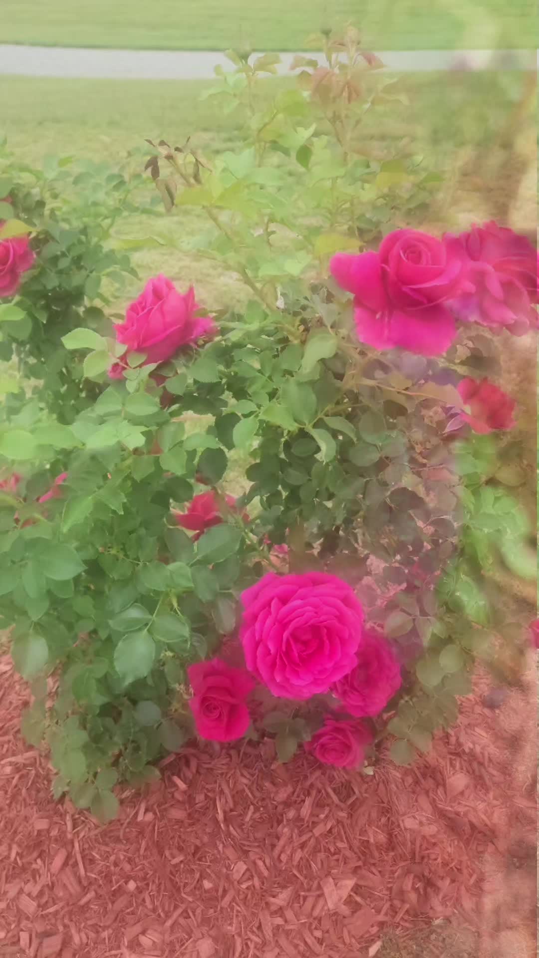 @🌺✨️Aide✨️🌺
