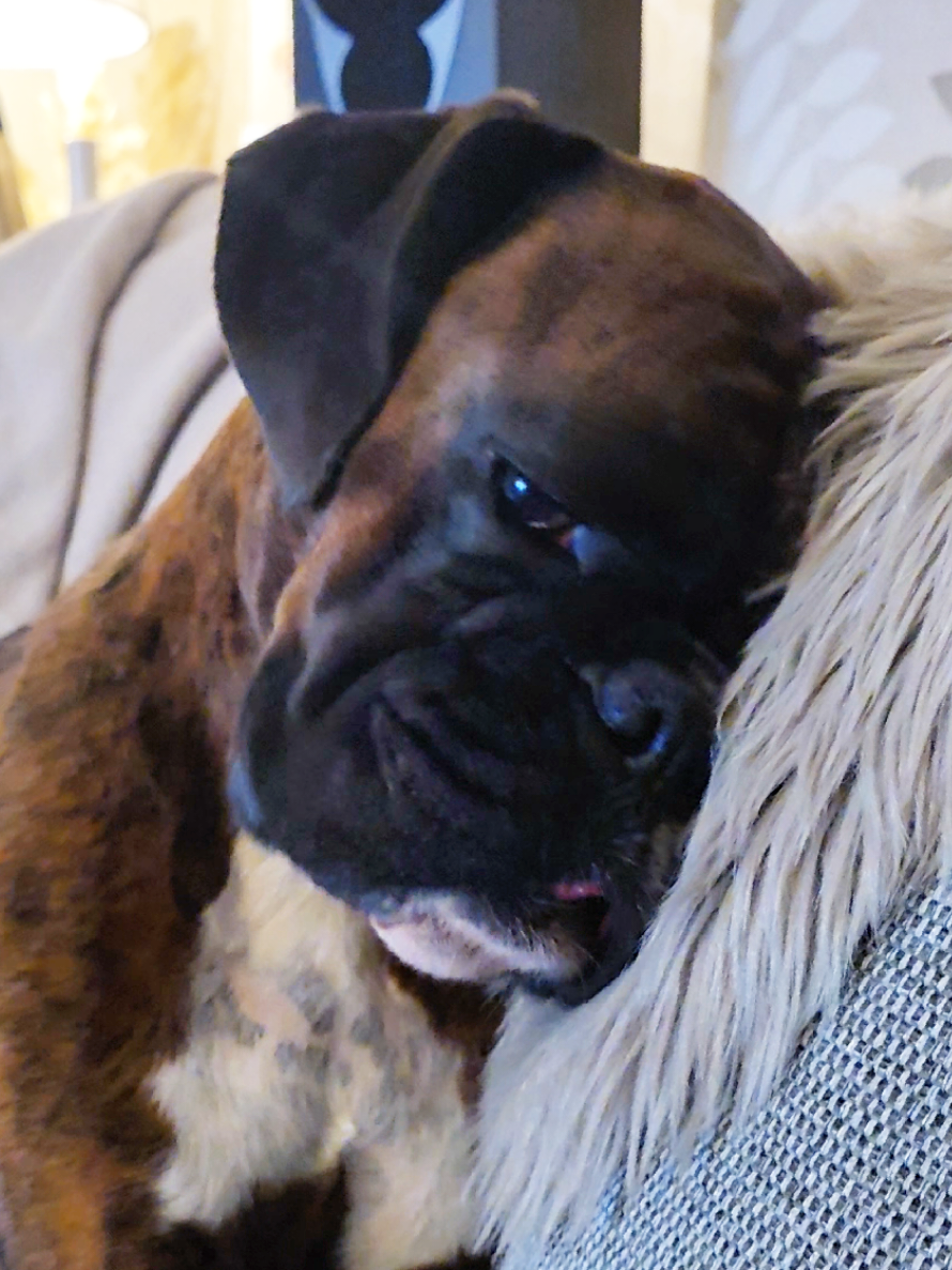 @Clive The Boxer Dog