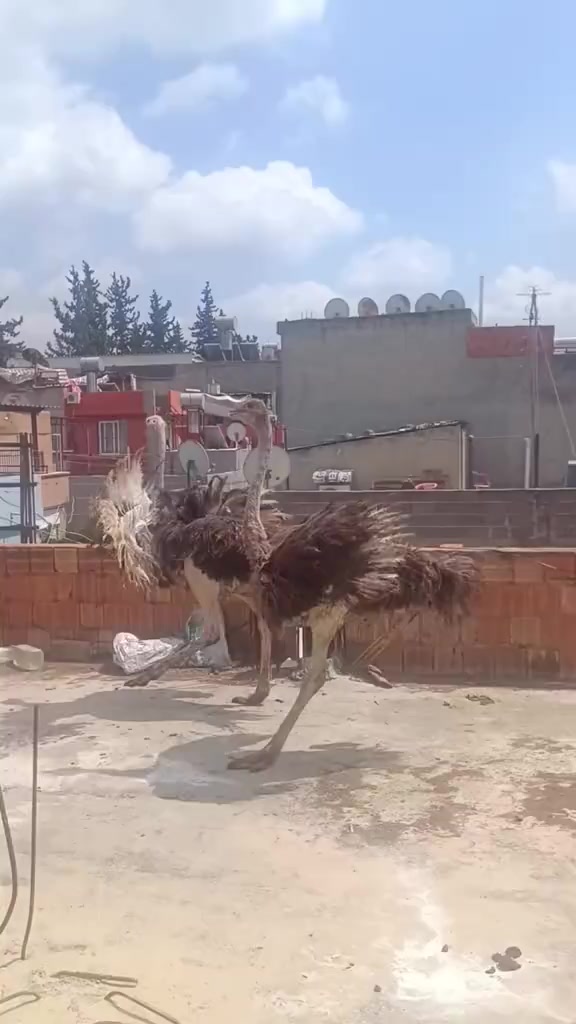 @musti.𝟑𝟑