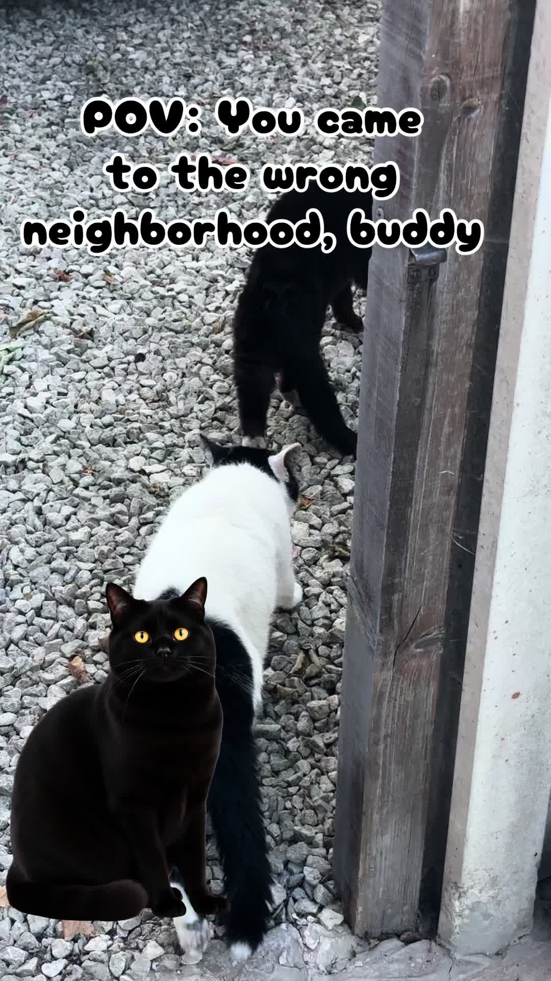@crazycatladyxfour