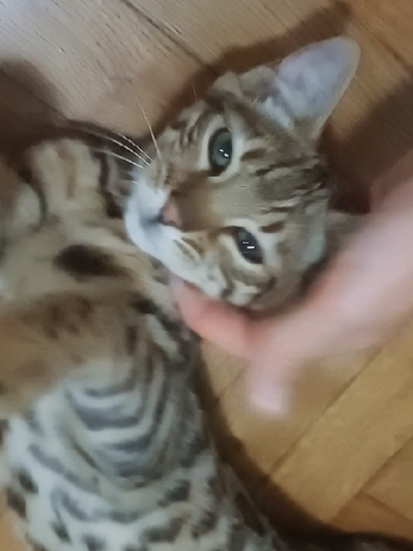 @rio.supercat
