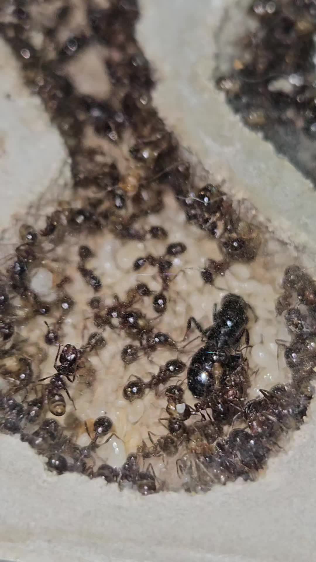 @Aaron's Ants