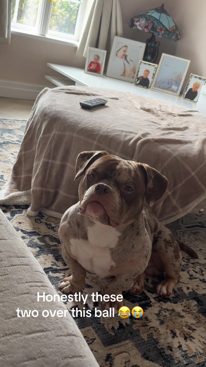 @pablothelittlebullydog