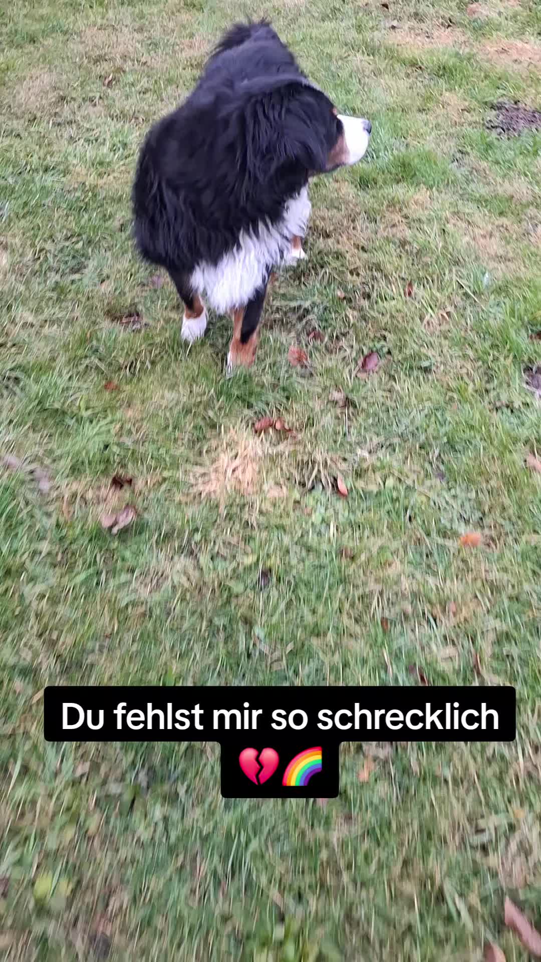 @Silkchen