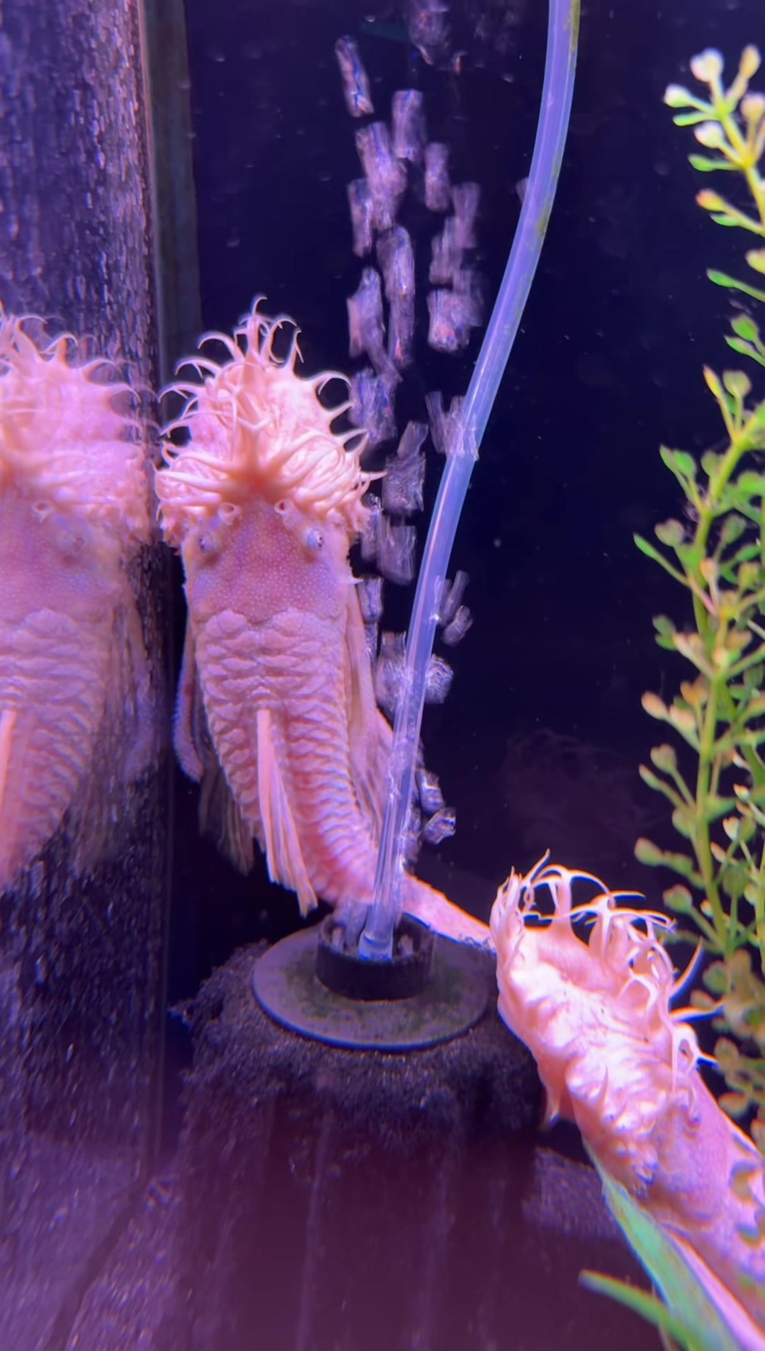 @epicfishnetwork