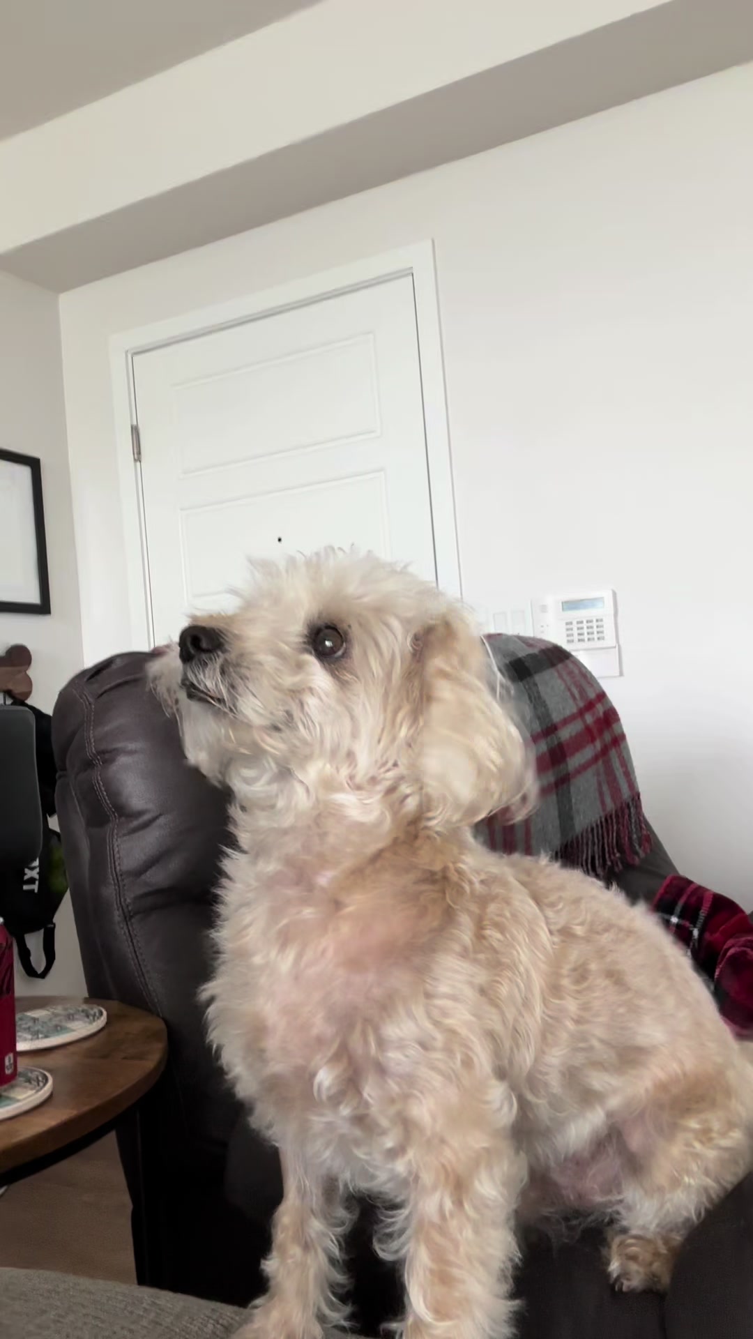 @He Was A PoodleBoi