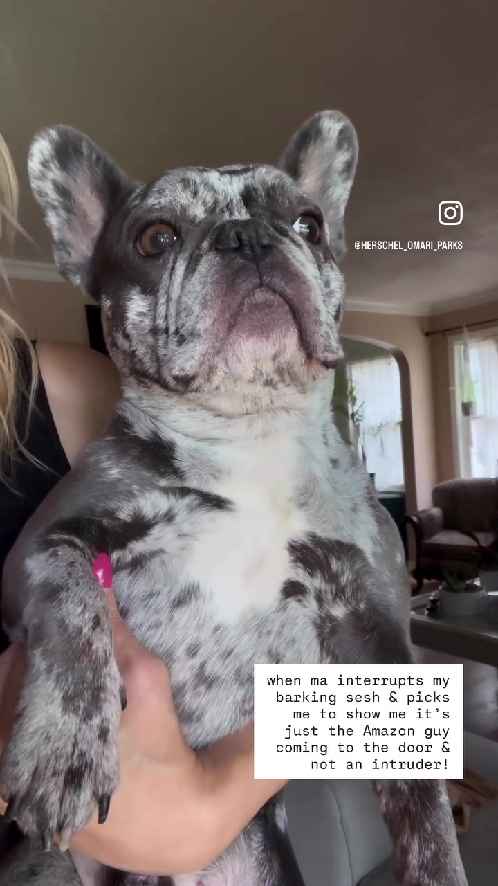 @Fly Lil Frenchie From OKC