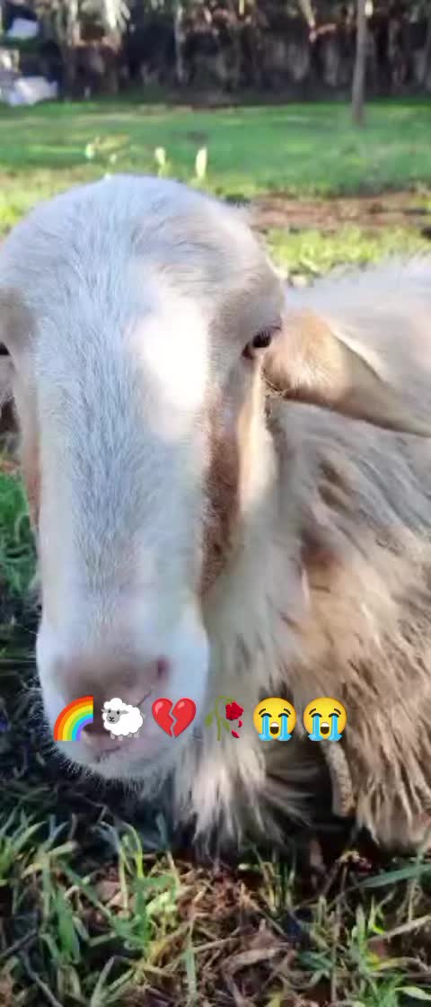 @matildelaurent14