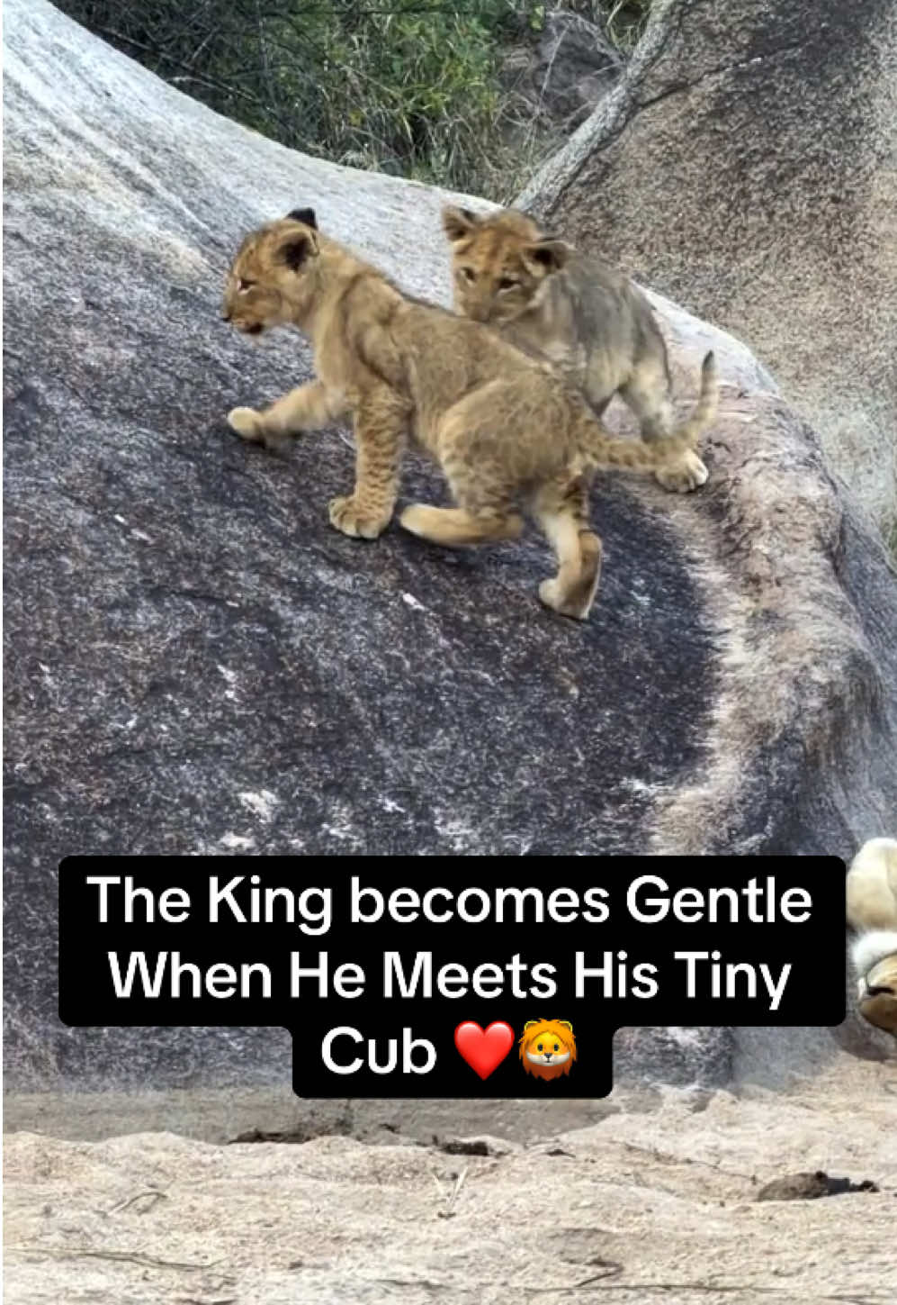 @KJ@LoveAnimalsEpicNature