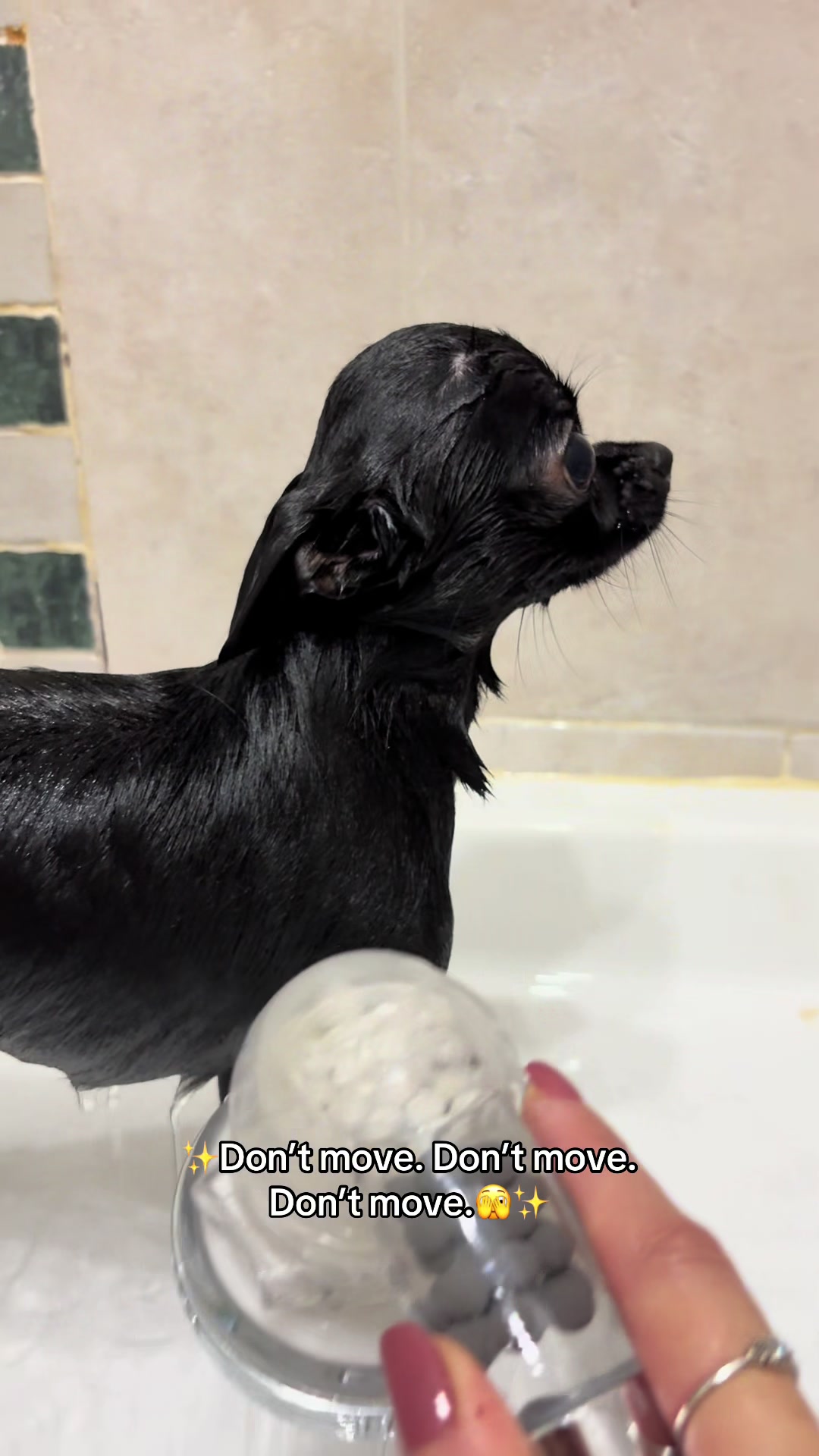 @the_chihuahua_mochi
