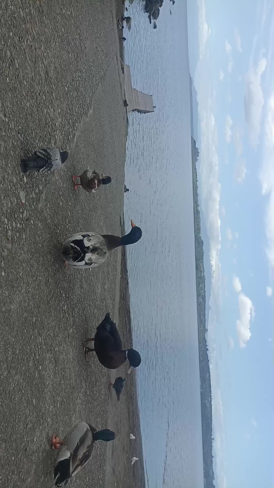 @jejo✌️✌️(chiloe)