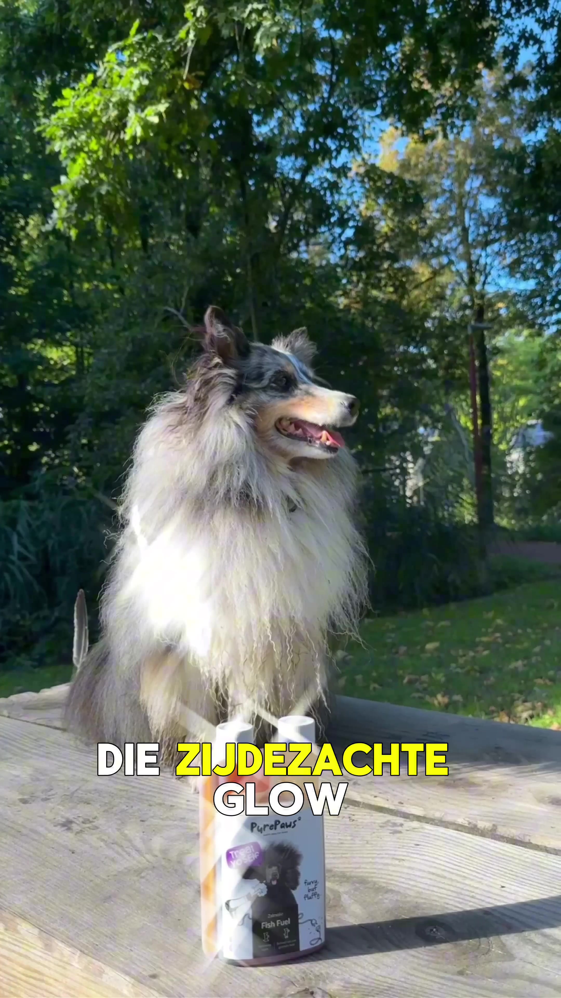 @Pure Paws