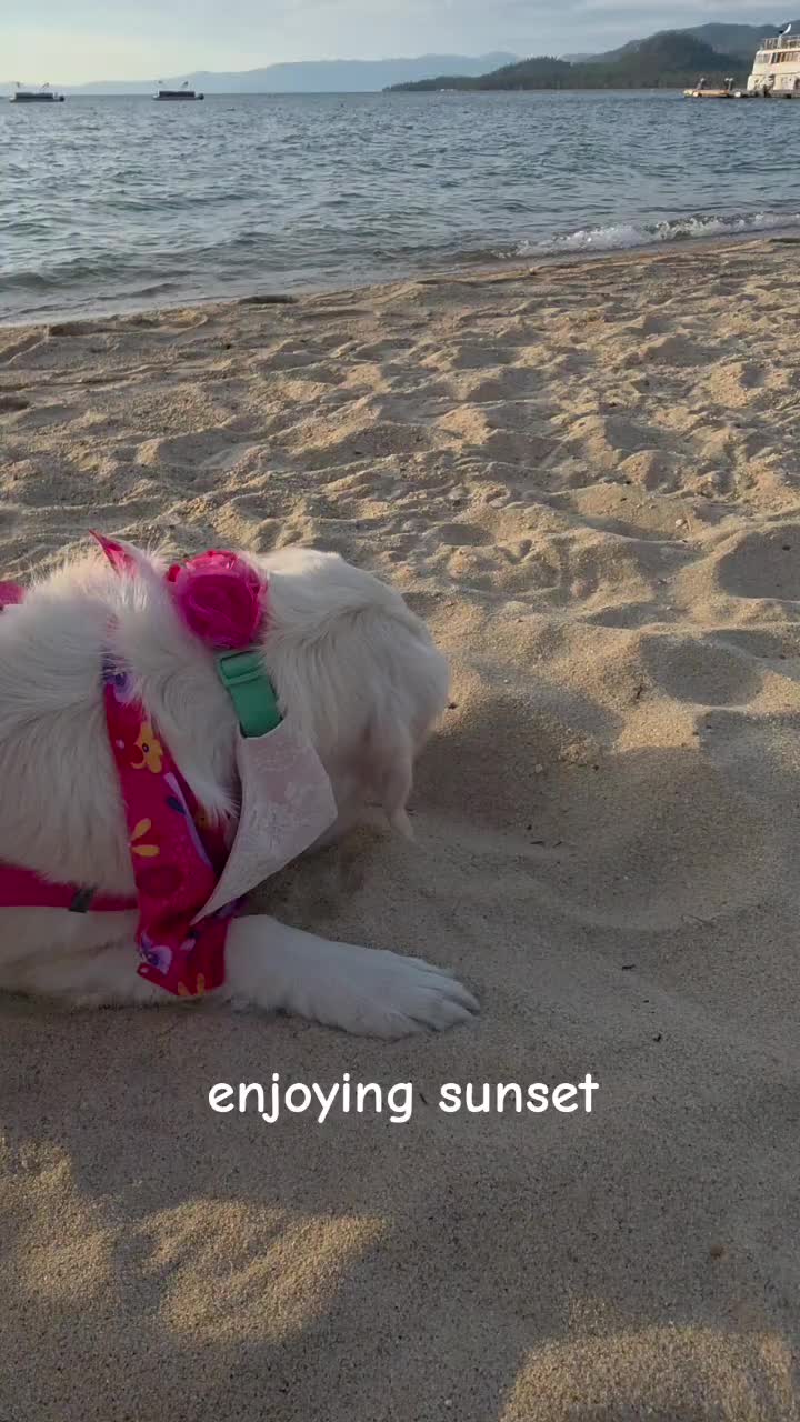 @DoggieMamaFurever&hearts;️🐶