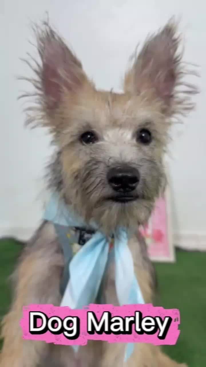 @Amazing Dogs Rescue