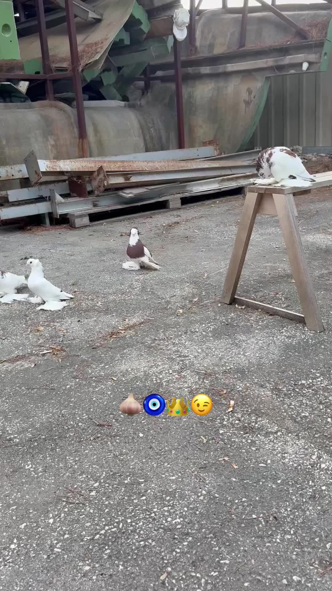 @dottore2220