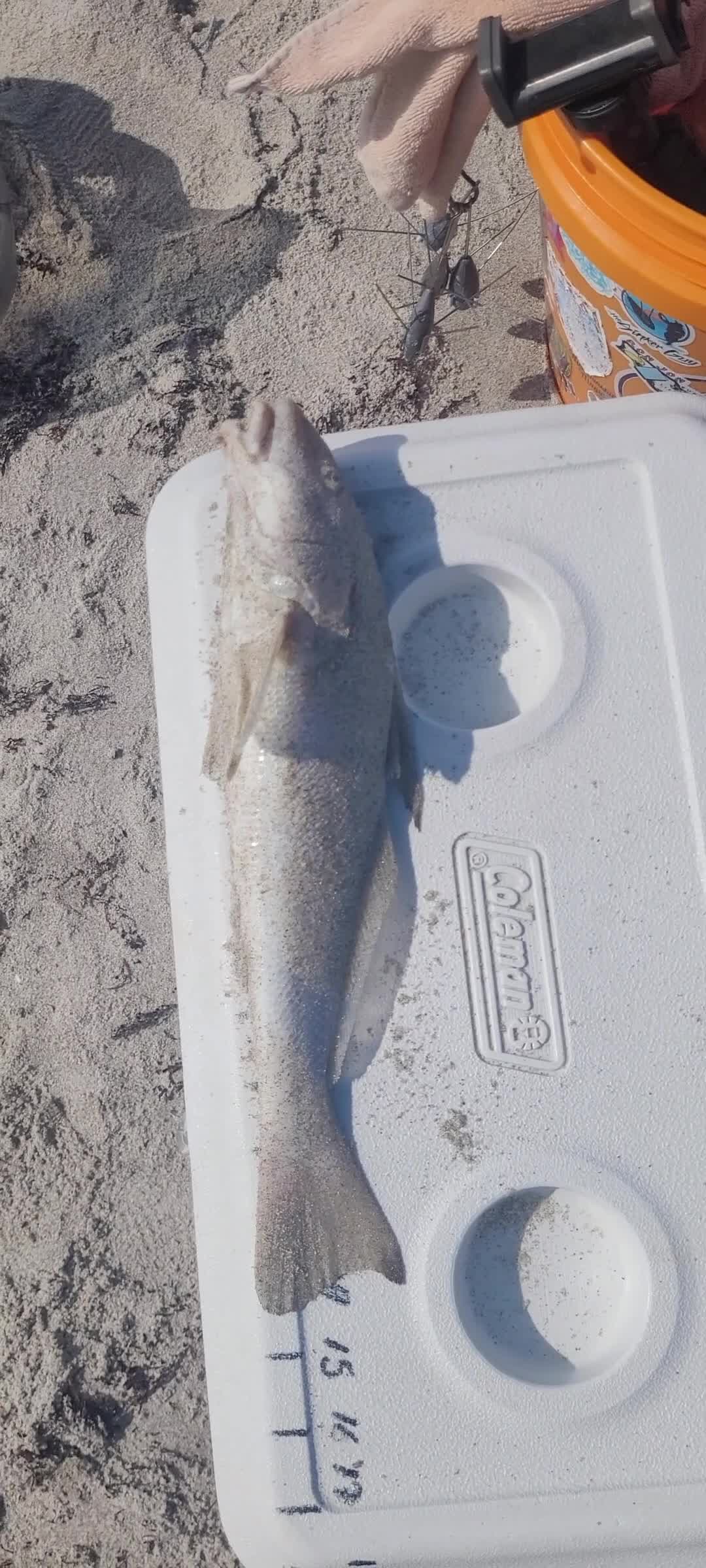 @Ghost of Space Coast Fishing