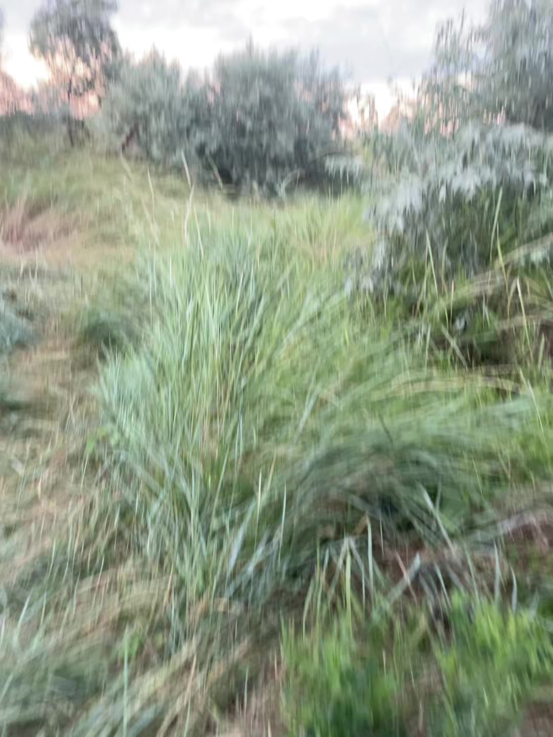 @Лисичка🦊