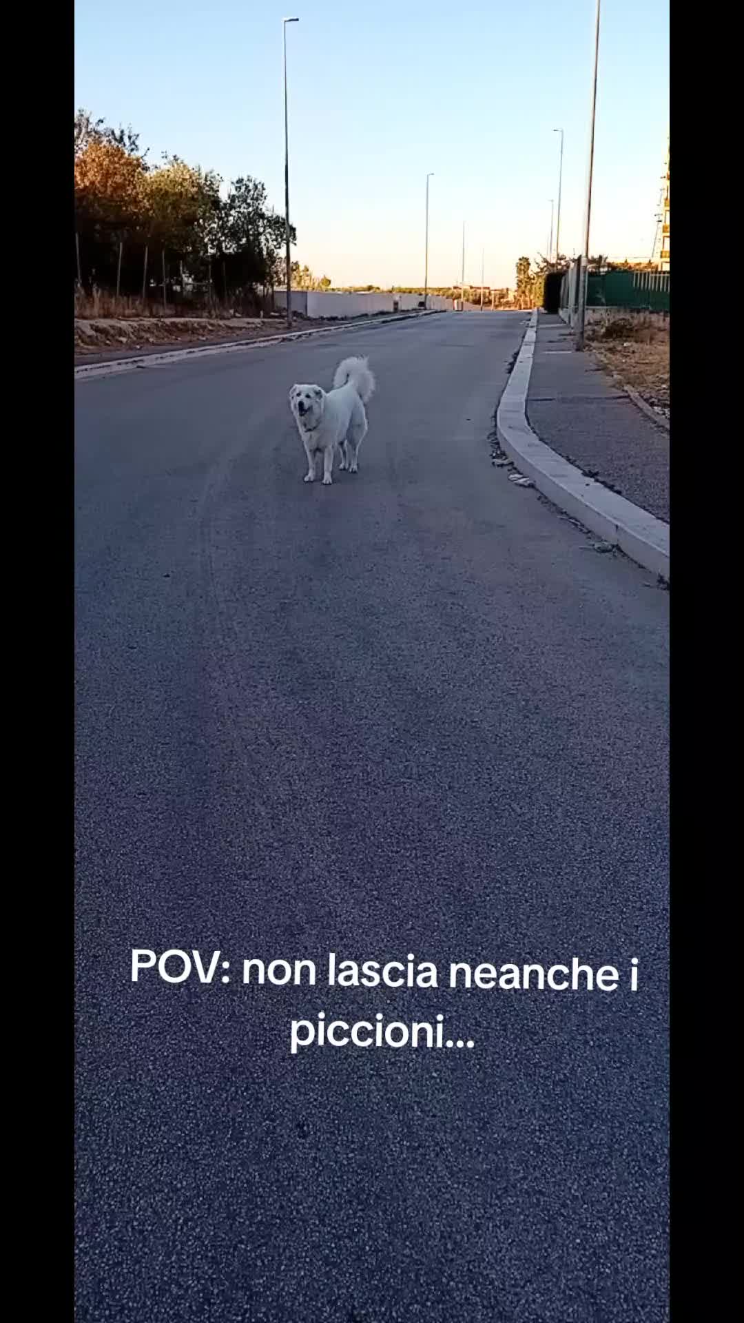 @bianca belpiede la maremmana