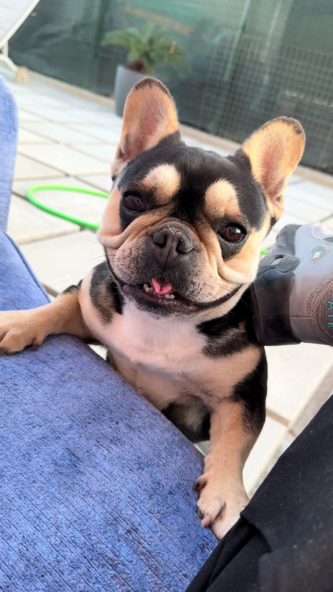 @DonatoBulldogFranceseCuccioli